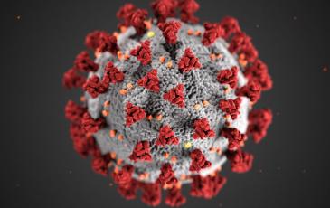 Virus with red proteins.
