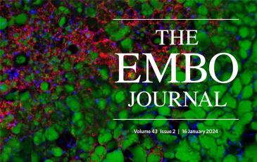 Thumbnail image of The EMBO Journal cover