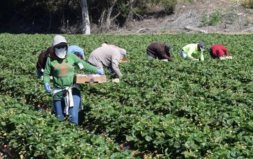 Workers picking produce in a field